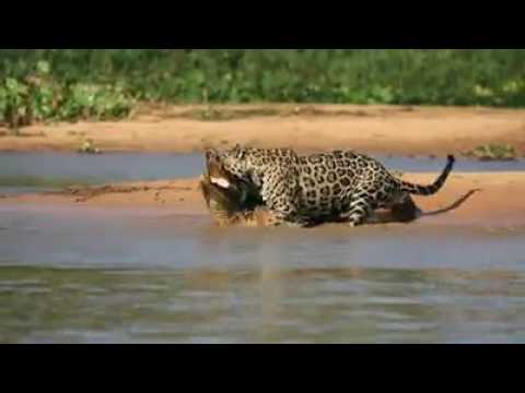 unglaubliche Jagd1.mp4