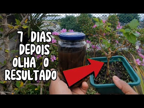 ESSE ADUBO TRANSFORMA A SUA PLANTA EM 7 DIAS