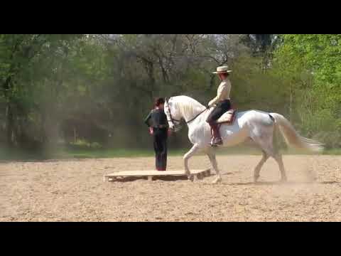 Ein Hengst tanzt Flamenco