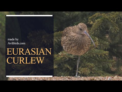 Brodec veľký (Numenius arquata) — Eurasian Curlew základné fakty o druhu