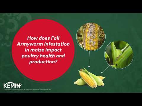 Powder kemin toxfin 360 dry animal feed supplements, packagi...