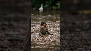 A little monkey stocking in the mud under the big rain #grilltime #babyanimal #cooking #cute