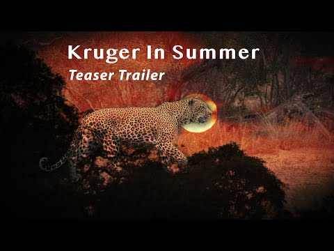 Brendon in the WILD and The BlackDodo