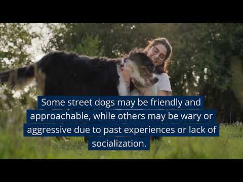 The Street Dog Part 01