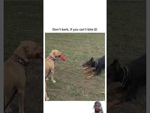 don't bark, if you can't bite 😷😷#dog #doberman #pets #viralvideo #memes #animals #trending