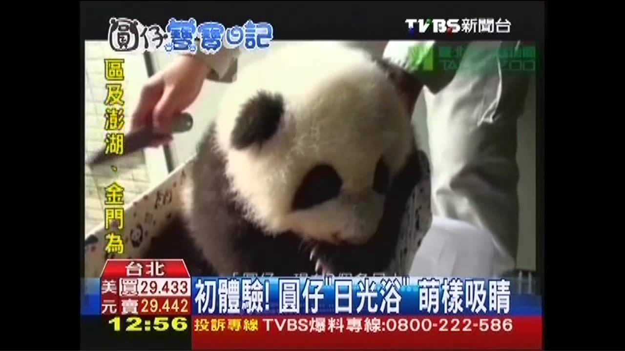 初體驗！圓仔「日光浴」　萌樣吸睛