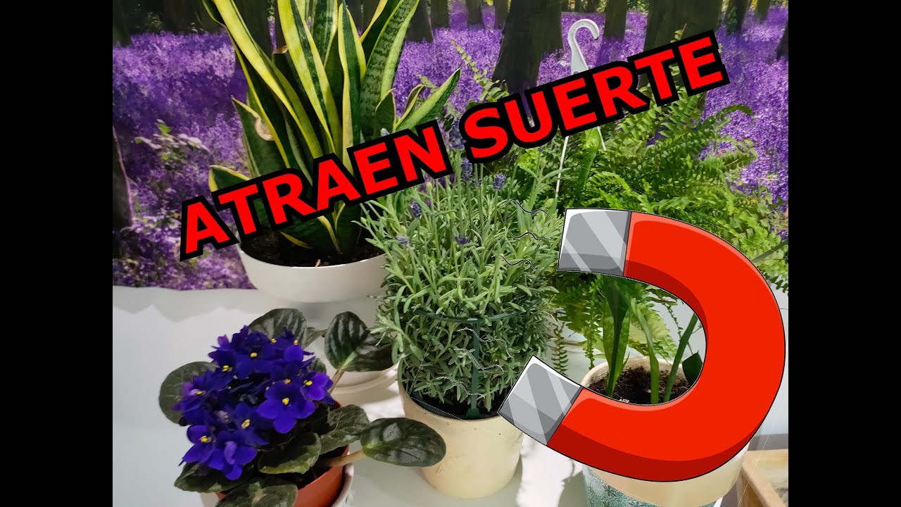 10 PLANTAS PARA ATRAER LA BUENA SUERTE