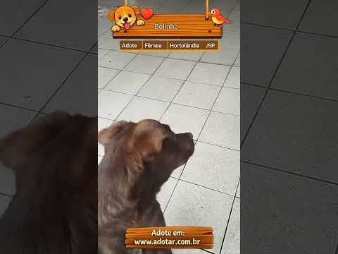 Vídeo de Belinha