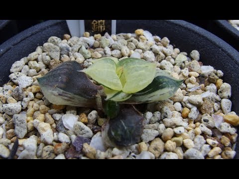 多肉植物の繁殖に成功しました トピックス