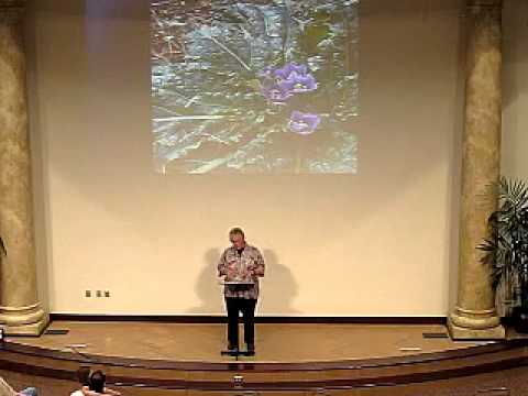 Story of The Mandrakes