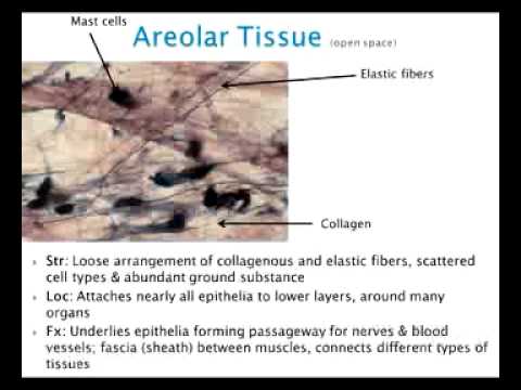 Chapter 6 Tissues Part 2