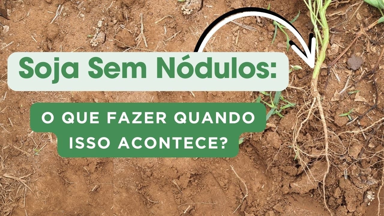 Minha Soja não fez nódulos, O que fazer?