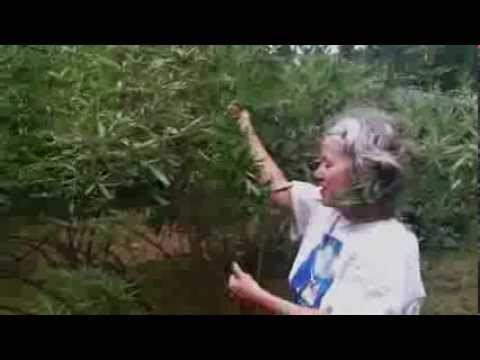 Harvesting Vitex with Ellen Zimmermann