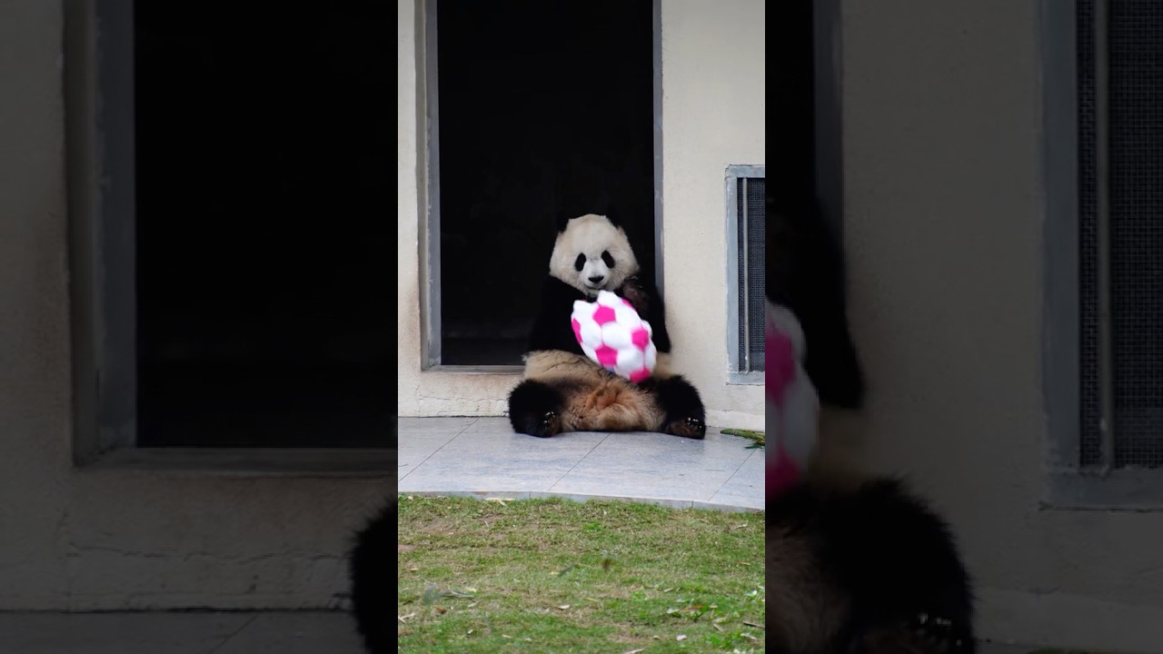 #cute Giant #panda Yu Ai: Playtime with Her Pink and White Ball!#cutepanda #funny