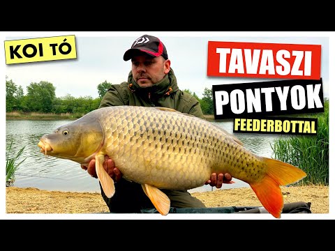 Tavaszi nagy pontyok a Koi 2 Horgásztóból feederbottal