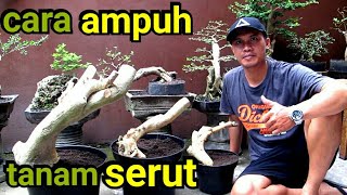 Download lagu Tip Menanam Bonsai Serut Hasil Dongkelan mp3 Download lagu Tip Menanam Bonsai Serut Hasil Dongkelan mp3