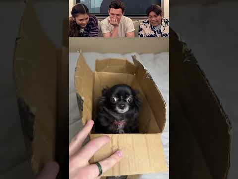 This is so funny, l couldn't stop laughing #funny#doddlersoftiktok #funnyvideos#duet