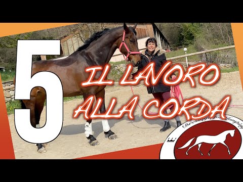 #lavoroallacorda #dressageforjumping il lavoro alla corda parte 5