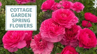 Planting Spring Flowering Ranunculus In Our Cottage Garden // Cottoverdi