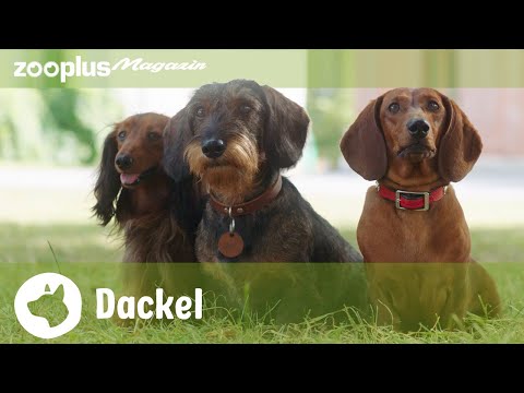 Dackel im Rasseporträt: Alle Infos rund um den Kulthund | zooplus Magazin