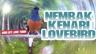 Download lagu EDISI SPESIAL!! MURAI BATU GACOR TEMBAKAN LOVEBIRD & KENARI PANJANG COCOK UNTUK MASTERAN mp3