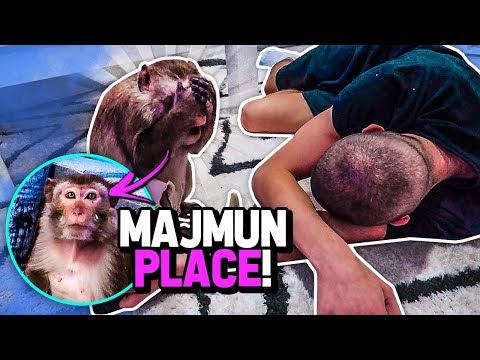 PRAVIM SE MRTAV PRED MAJMUNOM !