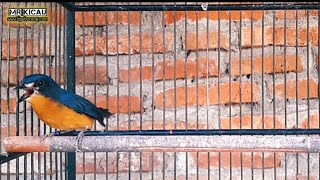 Download lagu Tledekan Bakau Betina Gacor Buat Pancing Bunyi mp3 Download lagu Tledekan Bakau Betina Gacor Buat Pancing Bunyi mp3