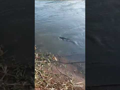 traírao no rio Uberabinha Uberlândia surpreende