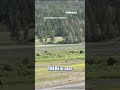 SEE IT: Bystanders help man avoid bison attack #foxnews #shorts #animals #nature