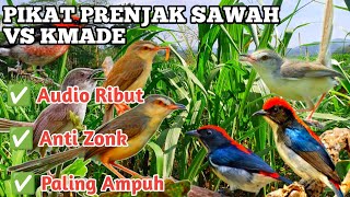 Download lagu Pikat Prenjak Sawah/Klik VS Burung Kemade Ribut Sangat Ampuh untuk Pikat mp3