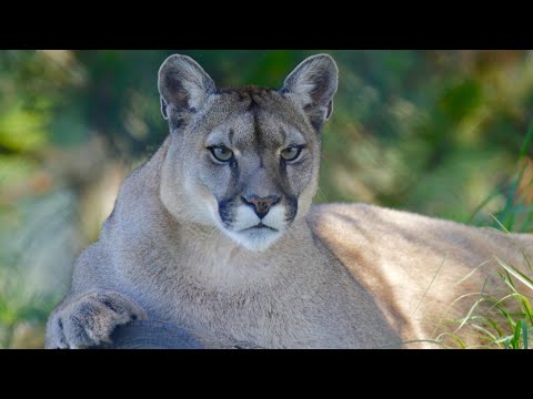 Top 50 curiozitati despre PUME