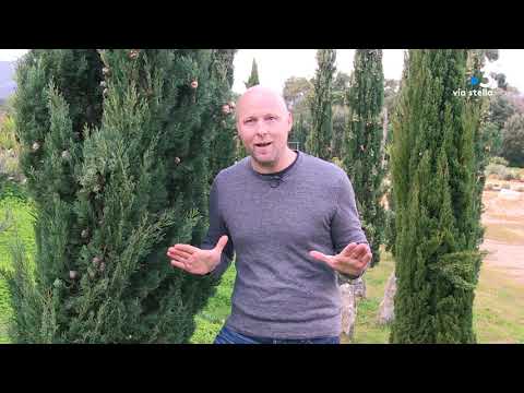 Plant@e : Dans le secret des plantes : Le cyprès.