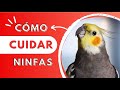 How To Care For A Cockatiel