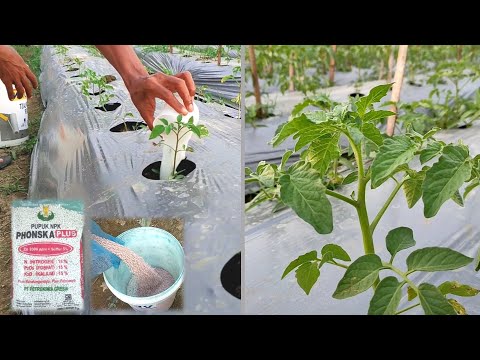 , title : 'Rahasia | Pupuk Pertama Tomat Servo Pertumbuhan Luar Biasa'