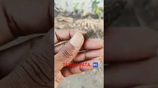 Download lagu oyeder pink desce😇 #tamakpata #gaza #pinik #fypシ゚viral #bangladesh #youtubeofficial #trendingshorts mp3 Download lagu oyeder pink desce😇 #tamakpata #gaza #pinik #fypシ゚viral #bangladesh #youtubeofficial #trendingshorts mp3