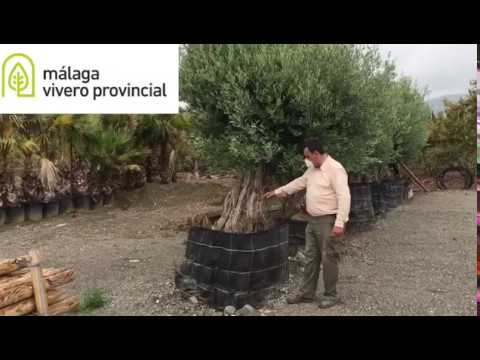 Vivero Provincial. Recorrido por sus instalaciones. Tercera parte. 2020