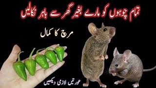 get rid of mouse | Chuhe baghane ka tarika Rat killer trick | rat killer | kitchen tips