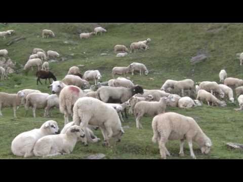 l'affascinante mondo delle capre e delle pecore - Samuel Piva