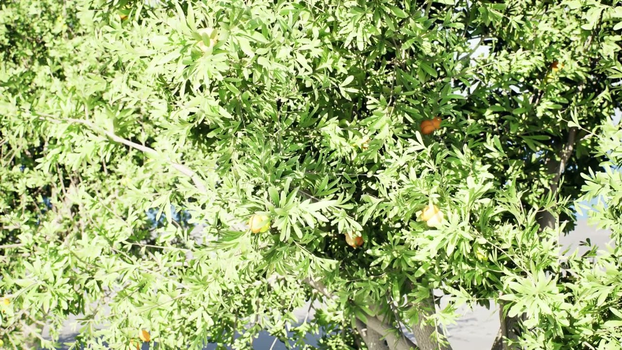 Photorealistic Moroccan Argan Tree 3D Model