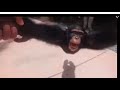 Life Could Be Dream Monkey 1 Hr