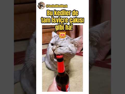 Her Kapıyı Açan Akıllı Sarman Kedi