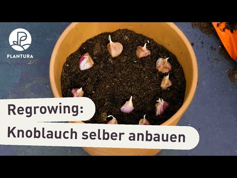 , title : 'Regrowing: Knoblauch im Topf anbauen (Anleitung)'