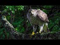 The Elusive Forest Animals Of Wild Great Britain Our World