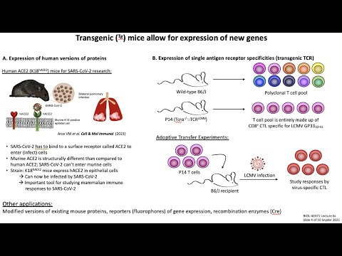Lecture 6c: Mouse Models