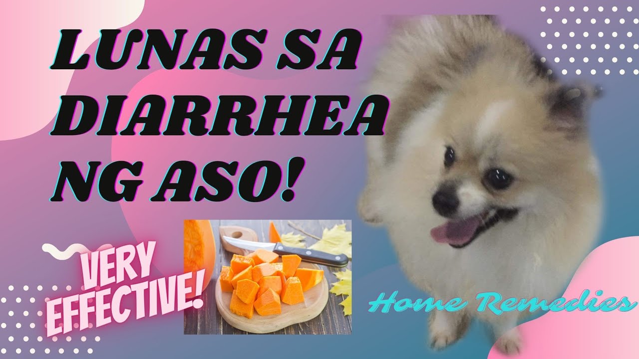 Putar video EPEKTIBONG LUNAS SA DIARRHEA NG ASO! sekarang EPEKTIBONG LUNAS SA DIARRHEA NG ASO!