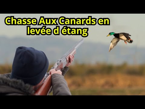 Duck hunting in ponds