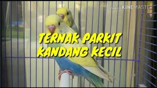 Download lagu Ternak parkit kandang kecil mp3