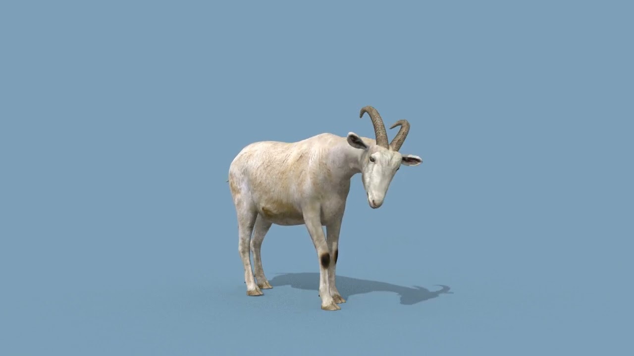 Top Goat 8K - 3d animated 3D Model
