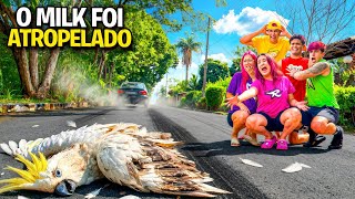 O MILK FOI ATROPELADO NESSE VÍDEO *Encontramos quem foi ?