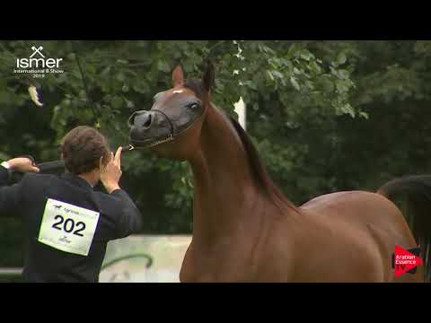 N.202 AJ NASHEEDA - Strohen 2019 B Int - 3 Year old Fillies (Class E)